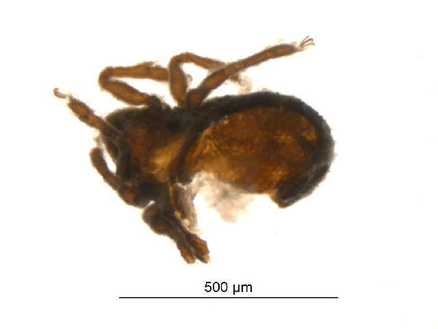 Image of Lyrifissellidae