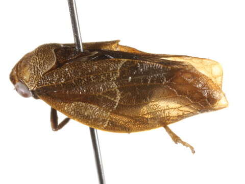 Image of Epipygidae