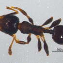 Image of <i>Pheidole nitidicollis</i>