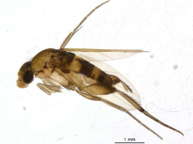 Metopininae resmi