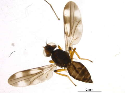 Image de Periscelididae