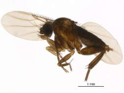 Metopininae resmi