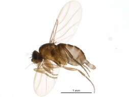 Metopininae resmi