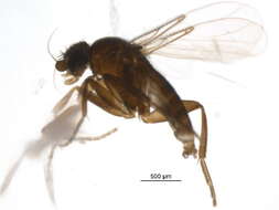 Metopininae resmi