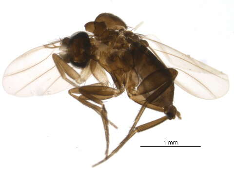 Metopininae resmi