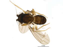 Image of Inbiomyiidae