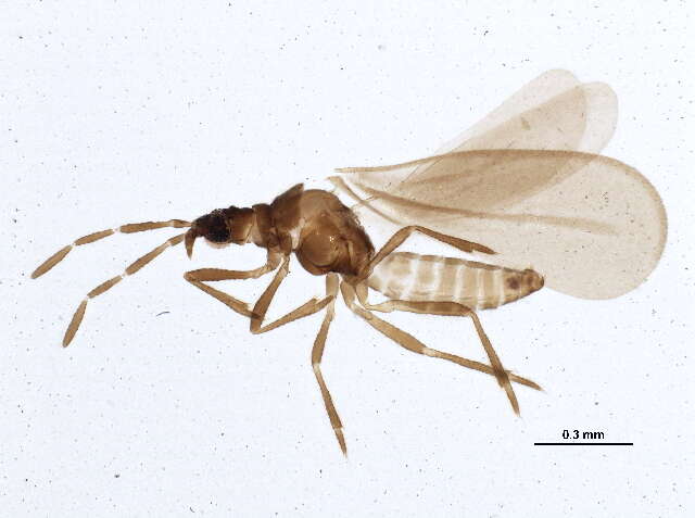 Image of Enicocephalomorpha