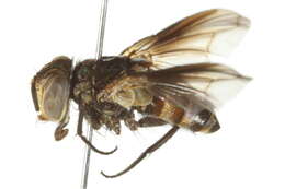 Image of Myothyriopsis