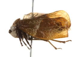 Image of Epipygidae