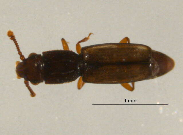 Image of small flattened bark beetles