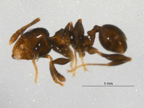 Image of <i>Pheidole nitidicollis</i>