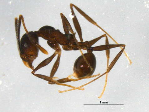 Image of <i>Pheidole mooreorum</i>