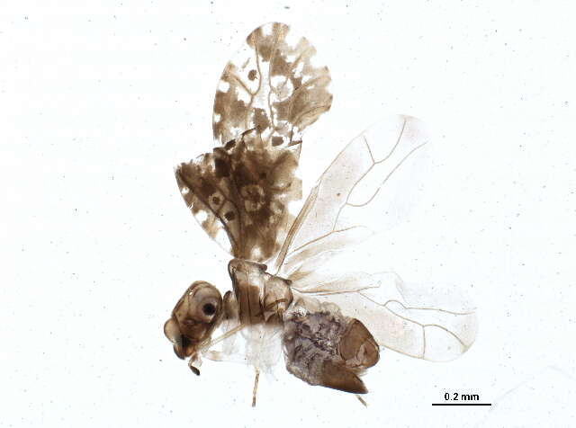 Image of Amphientomoidea
