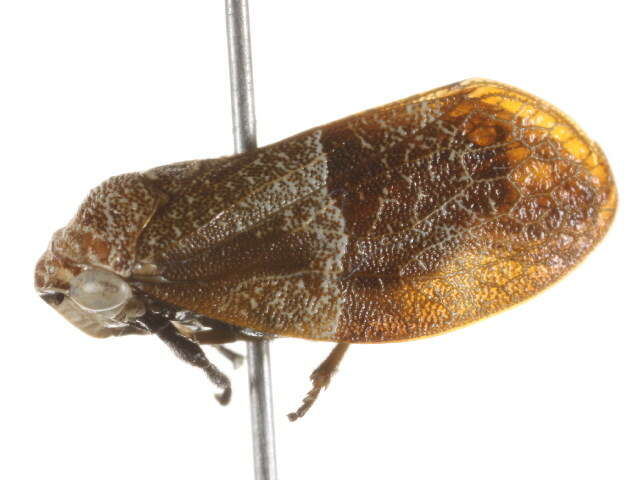 Image of Epipygidae