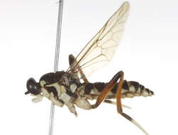 Image of xylomyid flies