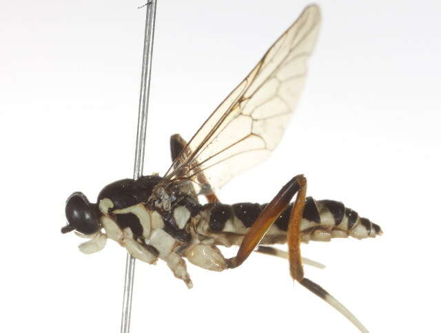 Image of xylomyid flies