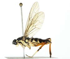 Image of xylomyid flies