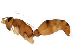 Image of rhopalosomatid wasps