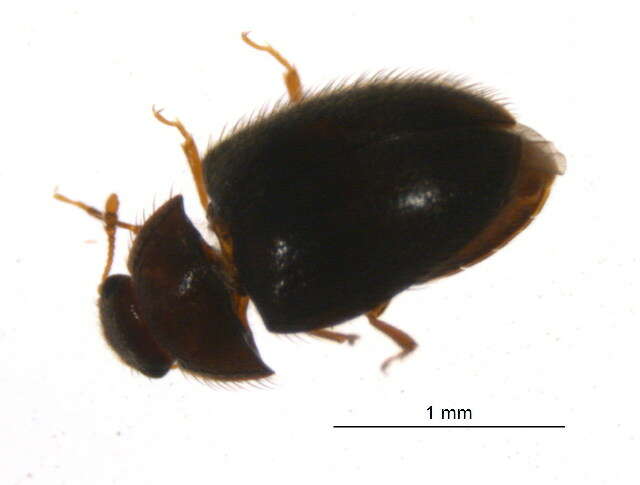 Image of false skin beetles