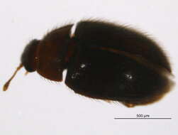 Image of false skin beetles