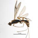 صورة Notiospathius ornaticornis (Cameron 1887)