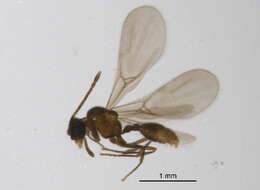 Image de <i>Adelomyrmex longinoi</i> Fernández