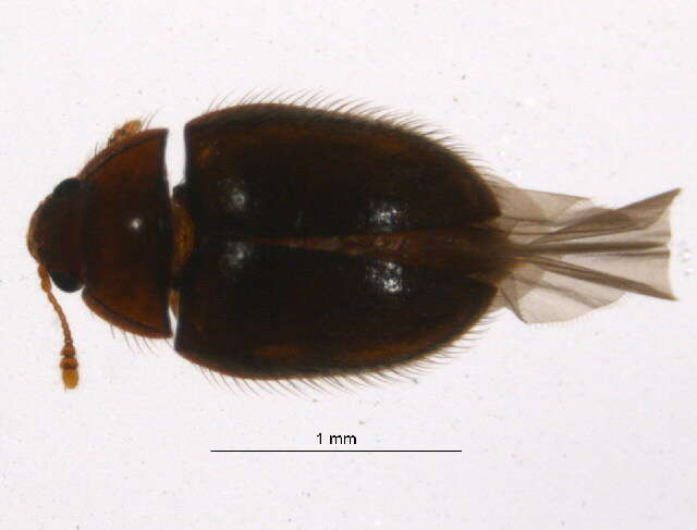 Image of false skin beetles