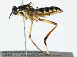 Image of xylomyid flies