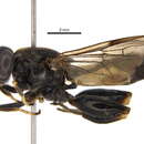 Image of Chalcosyrphus palitarsis (Curran 1934)