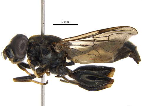 Image of Chalcosyrphus palitarsis (Curran 1934)