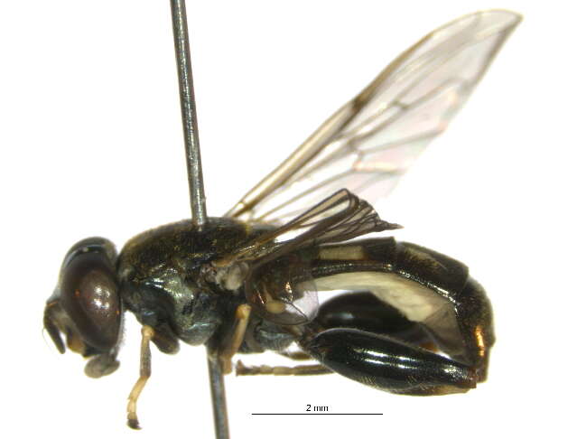 Image of Chalcosyrphus