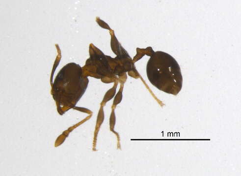 Image of <i>Pheidole nitidicollis</i>