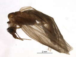 Plancia ëd Odontoceridae