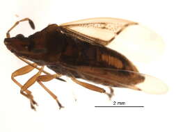 Image of Ischnorhynchinae
