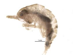 Image of Hapithinae