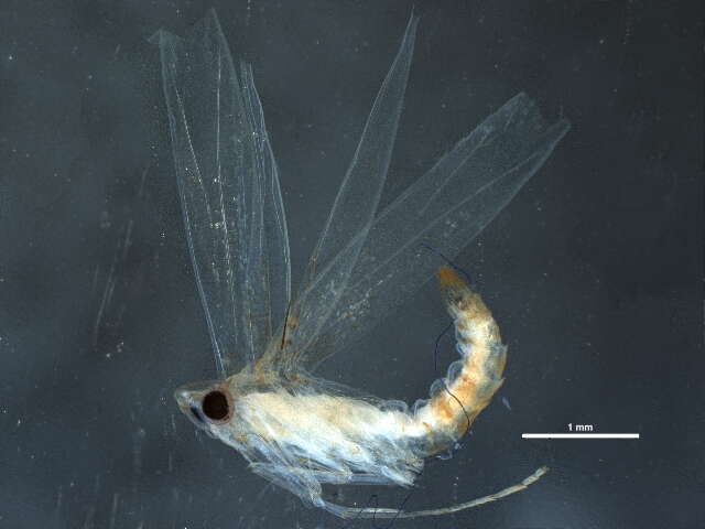 Слика од Corythophora