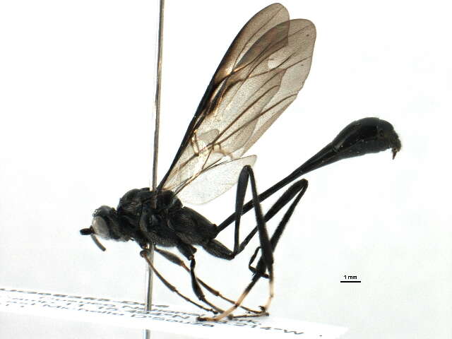 صورة Pelecinidae