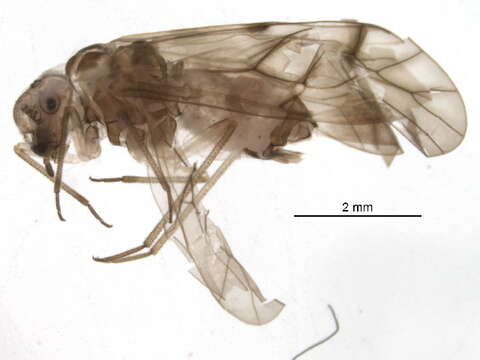 Mesopsocidae resmi