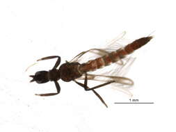 Image of Franklinothrips