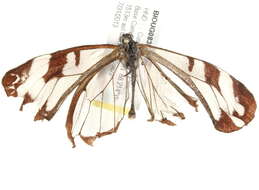 Image de Biota