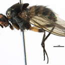 Image of Pegomyinae