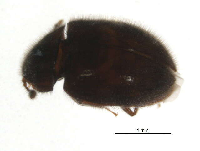 Image of false skin beetles