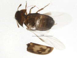 Image of hairy fungus beetle