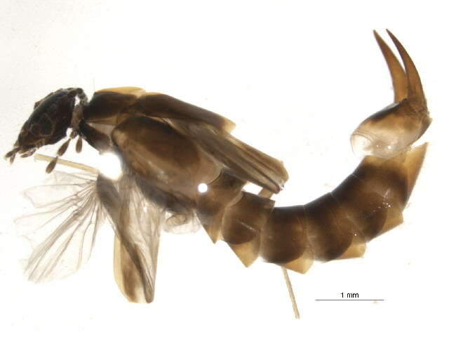 Image of Labiduroidea