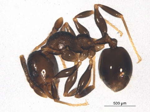 Image de <i>Pheidole nitidicollis</i>