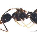 Image of <i>Pheidole tschinkeli</i>