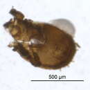 Imagem de Pheroliodidae Paschoal 1987