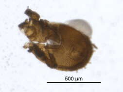 Image of Pheroliodidae Paschoal 1987