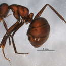 Image of <i>Camponotus textor</i>