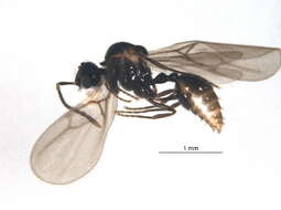 Image de Adelomyrmex